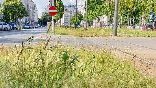 Roślina groźna dla psa. Uważaj podczas spacerów