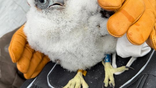 Ciekawostka ornitologiczna. Pisklęta na kominie