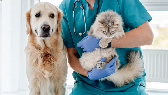 Tyle pieniędzy przeznaczamy na psy i koty? Na cenę wpływ ma rasa i wielkość Tyle pieniędzy przeznaczamy na psy i koty? Na cenę wpływ ma rasa i wielkość