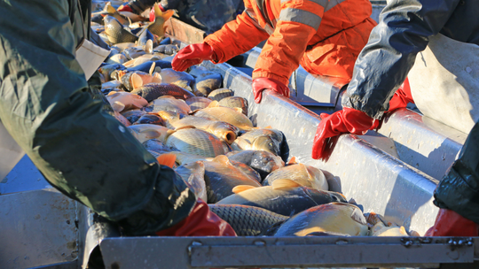 Karp na święta 2025. Hodowcy zapowiadają, że będzie drożej