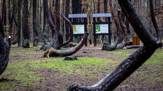 Krzywy Las to ewenement na skale światową