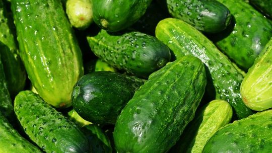 Kupują rosyjskie ogórki i to pomimo, że mają pestycydy. Chodzi o cenę