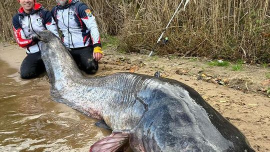 Pobili rekord Polski i świata. Prawie 3-metrowy sum Pobili rekord Polski i świata. Prawie 3-metrowy sum