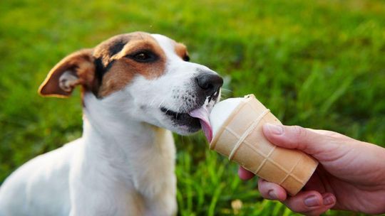Lody dla psów coraz popularniejsze. Jaki mają skład?