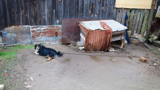 Psy zrzucą łańcuchy. Nie każdemu podoba się nowe prawo Psy zrzucą łańcuchy. Nie każdemu podoba się nowe prawo