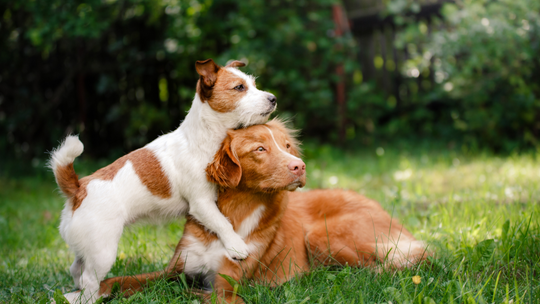 Takiego osobliwego miejsca w naszym kraju nie było. Sala pożegnań dla psów, kotów i innych zwierząt Takiego osobliwego miejsca w naszym kraju nie było. Sala pożegnań dla psów, kotów i innych zwierząt