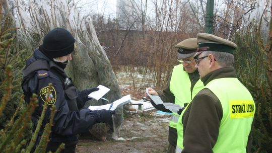 Uwaga na choinkowe pasażerów na gapę! Inwazyjny owad z Ameryki Północnej zagraża polskim iglakom Uwaga na choinkowe pasażerów na gapę! Inwazyjny owad z Ameryki Północnej zagraża polskim iglakom