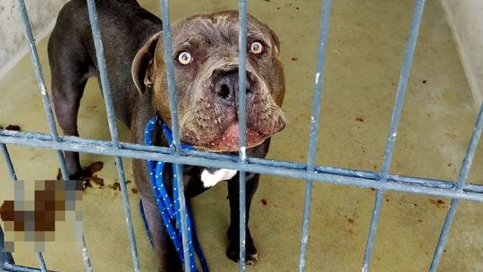 Chciał uśpić swojego zdrowego psa. Zastosował fortel