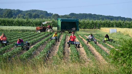 Znowu słychać lament plantatorów truskawek