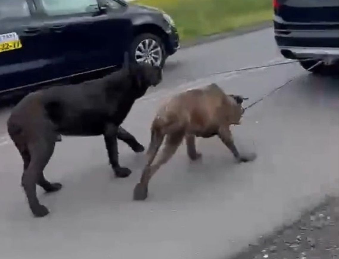 Opublikowany w internecie film szokuje. Wycieńczone psy 2 godziny biegły za samochodem