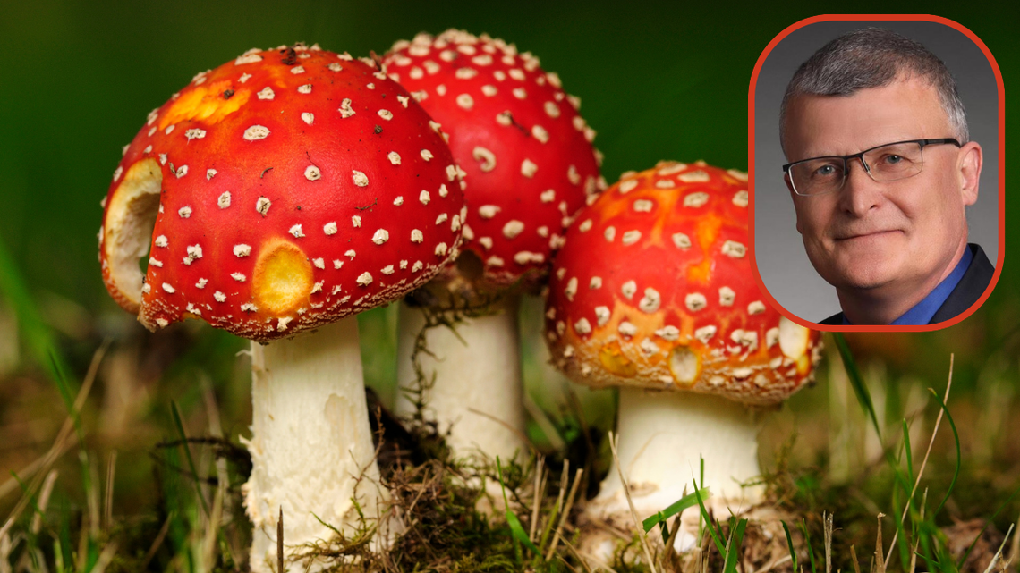 Muchomory wciąż znajdują amatorów. To tak jakby się wprowadzało do obrotu narkotyki Muchomory wciąż znajdują amatorów. To tak jakby się wprowadzało do obrotu narkotyki