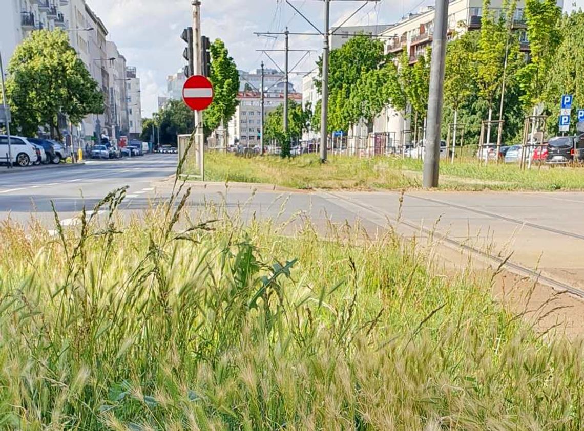 Roślina groźna dla psa. Uważaj podczas spacerów