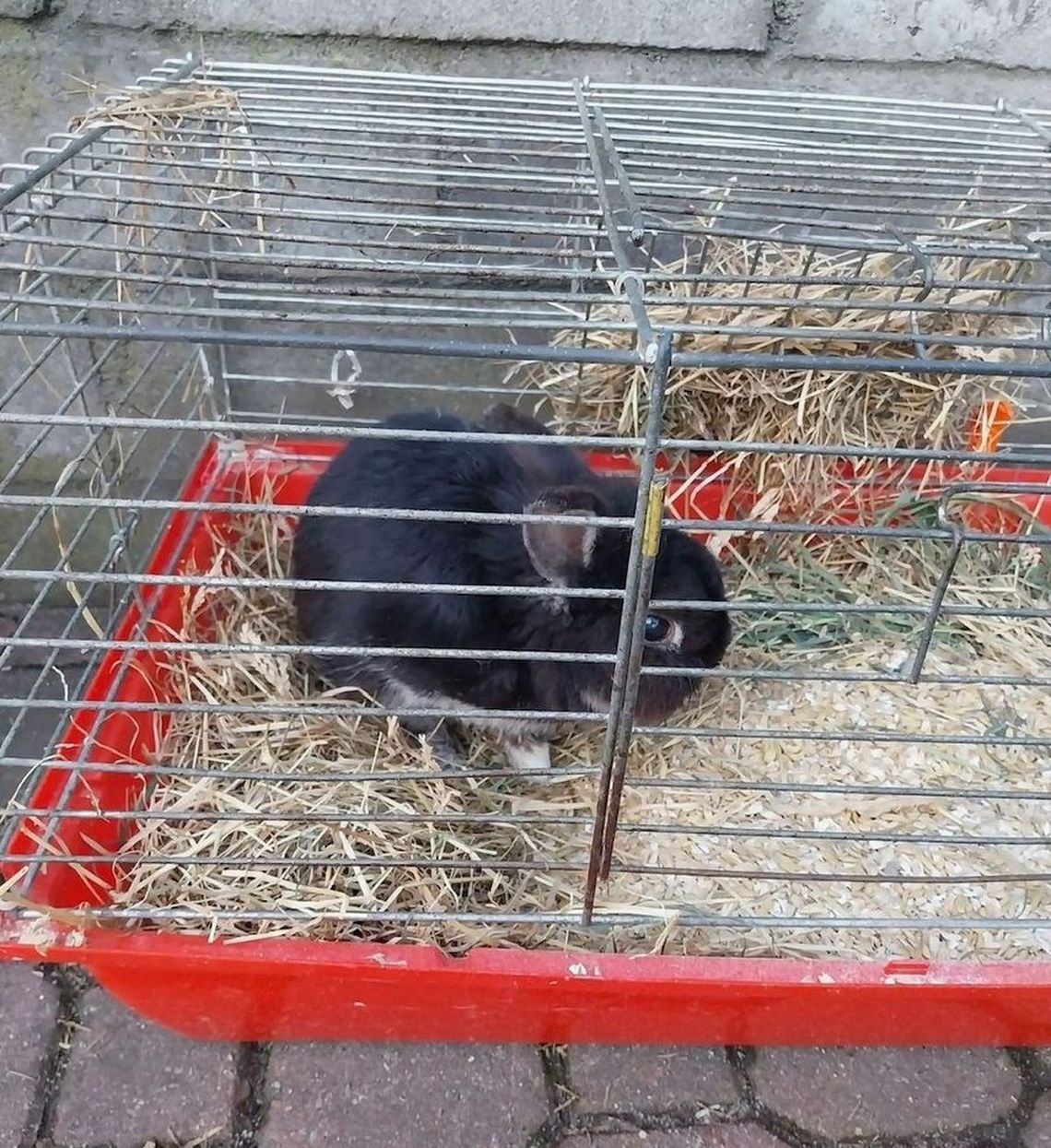 Królik dowodem na przemoc wobec zwierząt. Mężczyzna dostanie karę za znęcanie się?