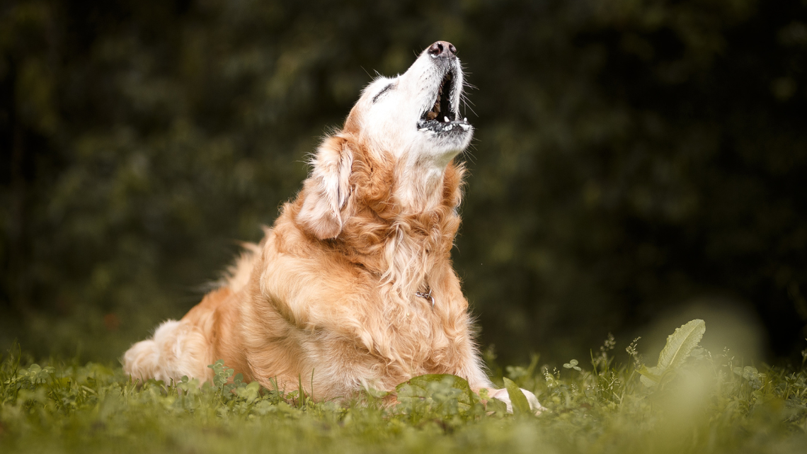 Kto odpowiada za szczekanie psów? I kto ma je uciszyć? Obywatel prosi rzecznika Kto odpowiada za szczekanie psów? I kto ma je uciszyć? Obywatel prosi rzecznika