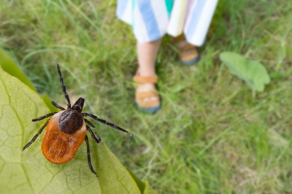 Leczyli boreliozę zakazaną w Polsce metodą