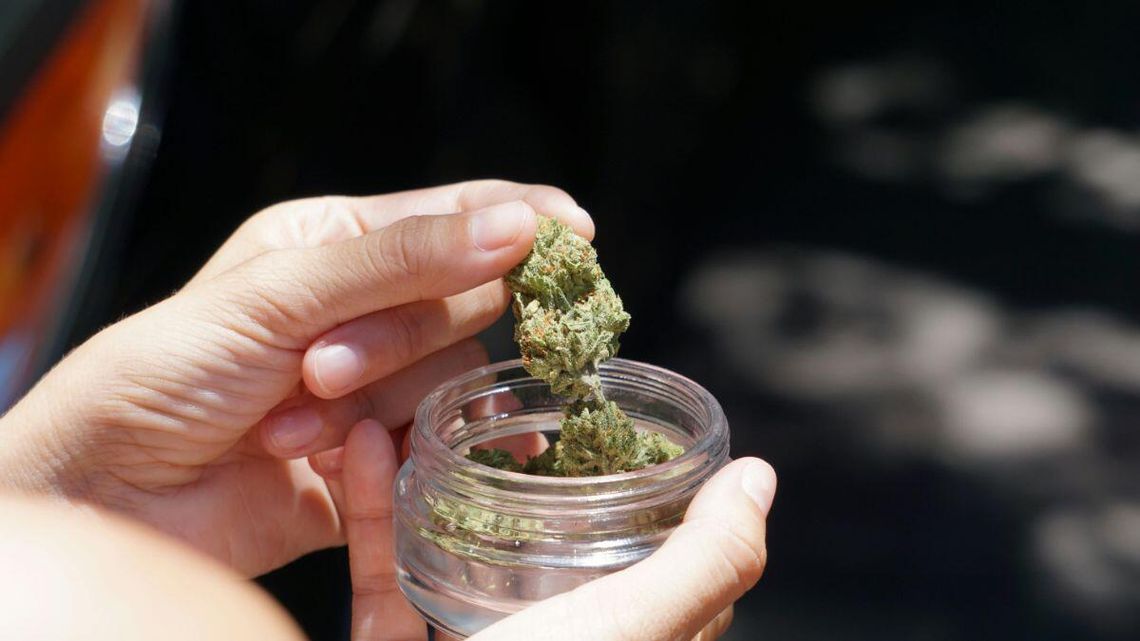 Marihuana na własny użytek legalna? Czeka już projekt ustawy i zacznie się walka w Sejmie
