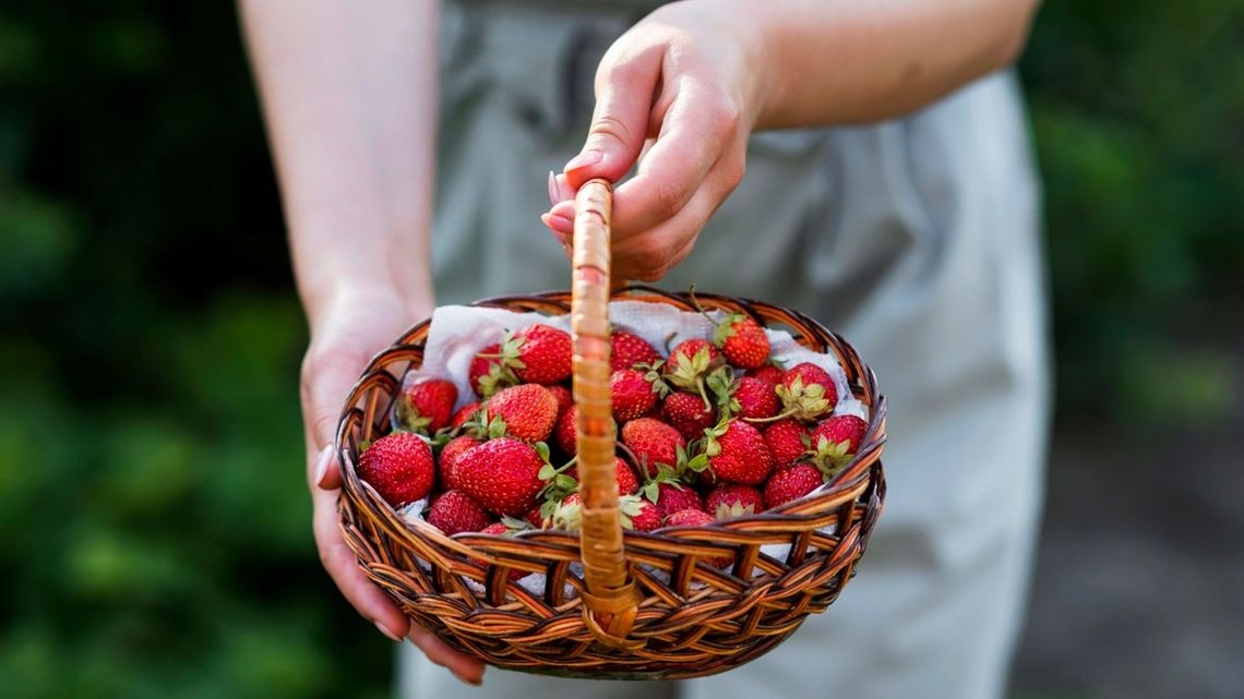 Pilnujcie się, bo oszukują nawet na truskawkach