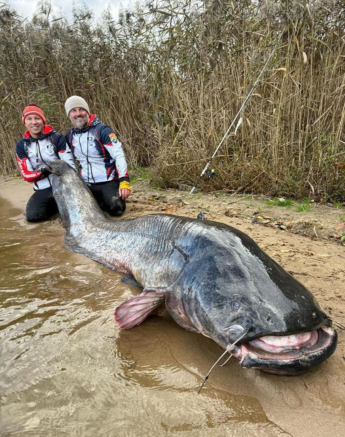 Pobili rekord Polski i świata. Prawie 3-metrowy sum Pobili rekord Polski i świata. Prawie 3-metrowy sum