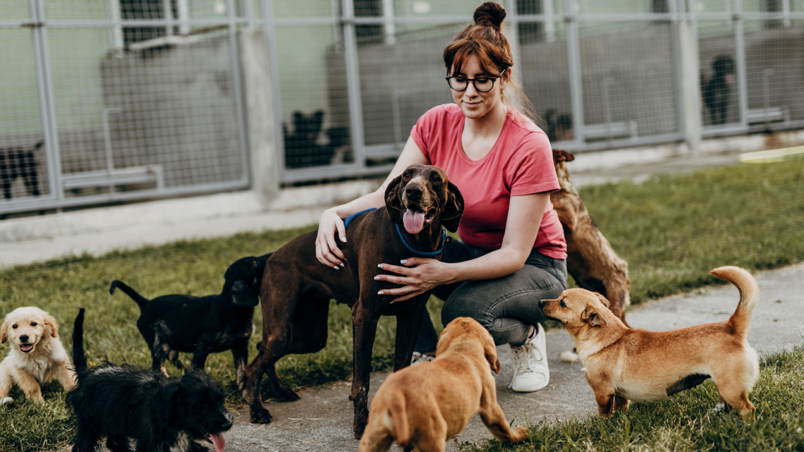 Psinder połączy chętnego na czworonoga z psem ze schroniska Psinder połączy chętnego na czworonoga z psem ze schroniska