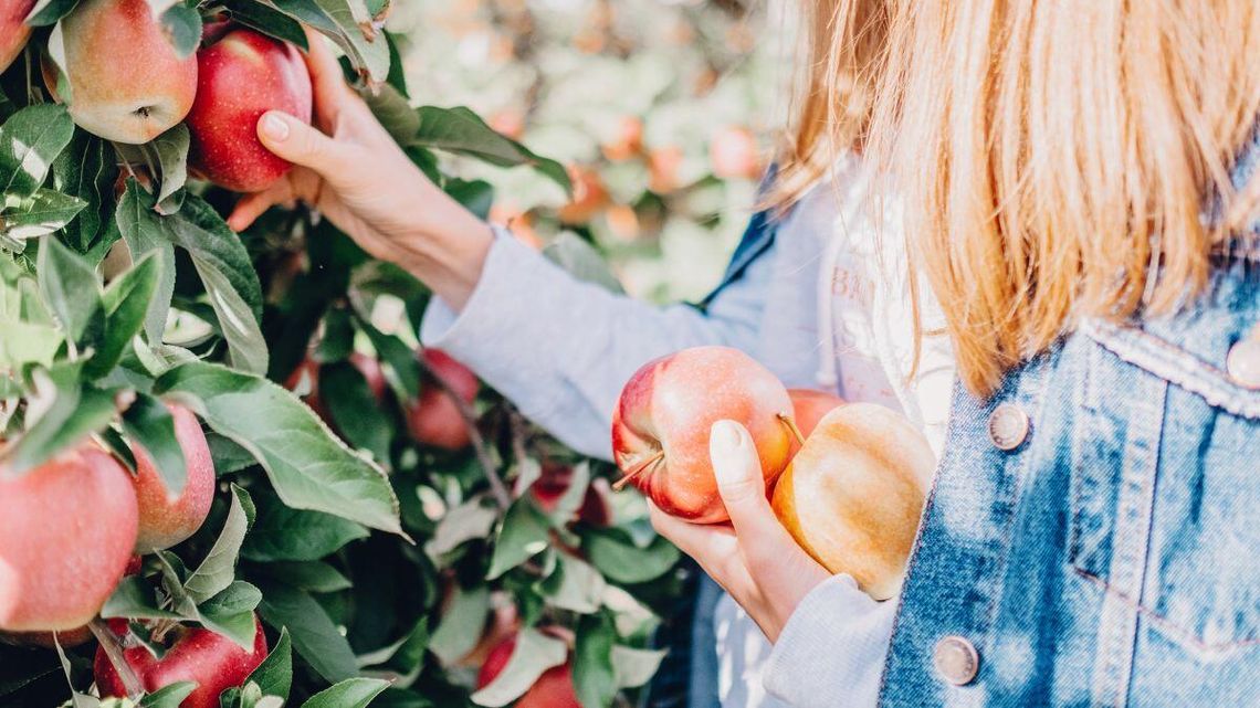 Sklepy grają na ostro z rolnikami. Chodzi o samozbiory Sklepy grają na ostro z rolnikami. Chodzi o samozbiory