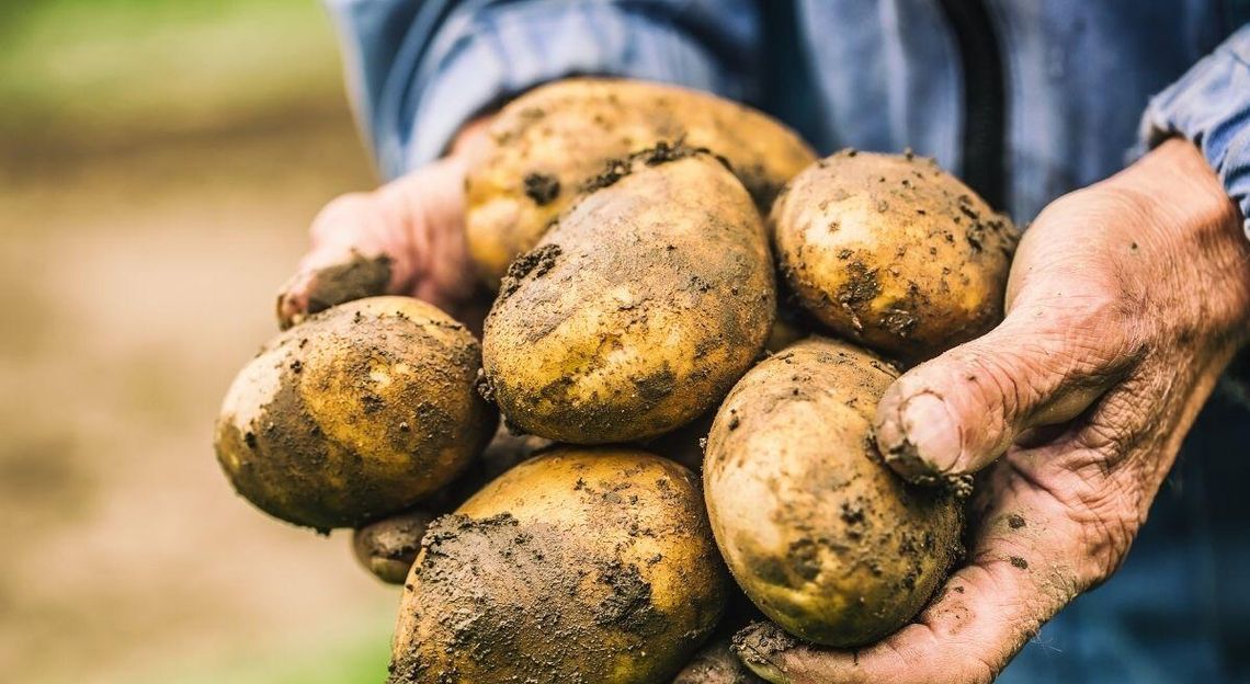 Tłuczone i frytki z Niemiec. Polskę zalewają zagraniczne ziemniaki Tłuczone i frytki z Niemiec. Polskę zalewają zagraniczne ziemniaki