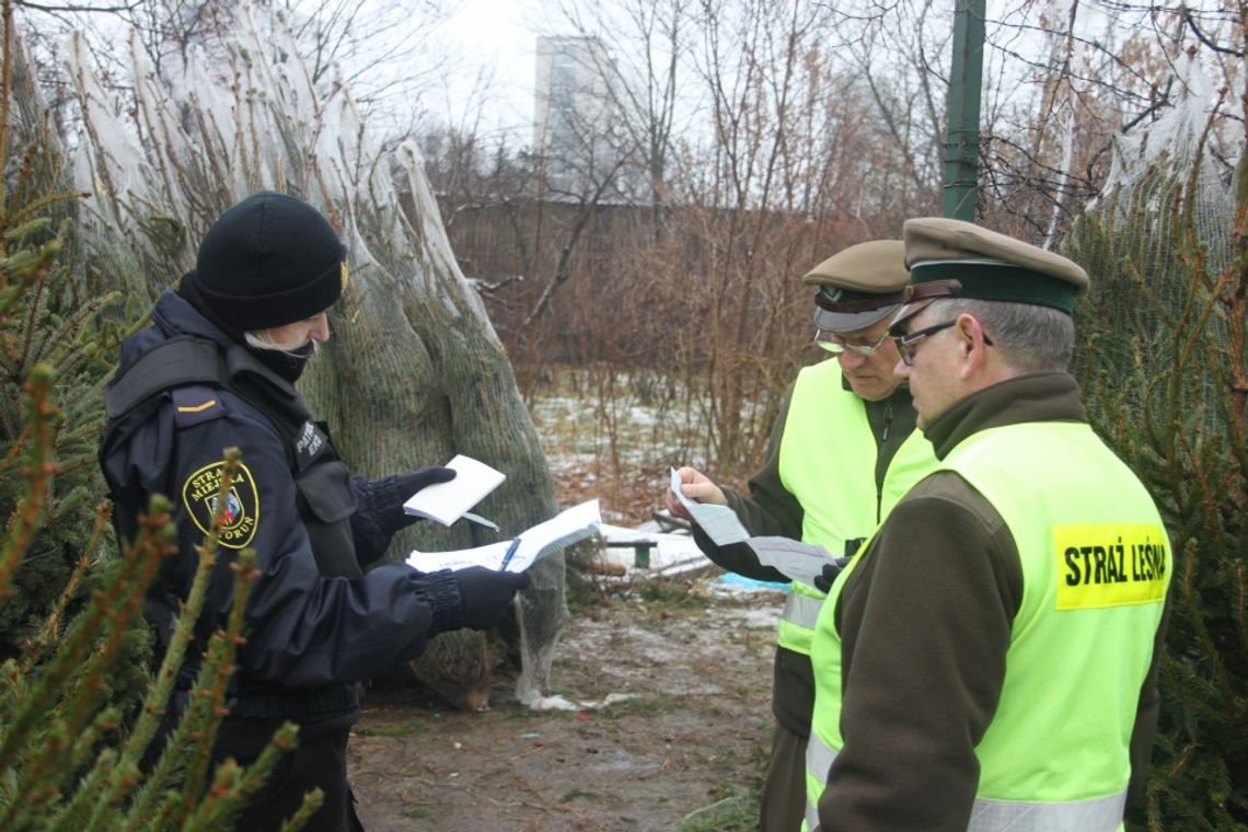 Uwaga na choinkowe pasażerów na gapę! Inwazyjny owad z Ameryki Północnej zagraża polskim iglakom Uwaga na choinkowe pasażerów na gapę! Inwazyjny owad z Ameryki Północnej zagraża polskim iglakom