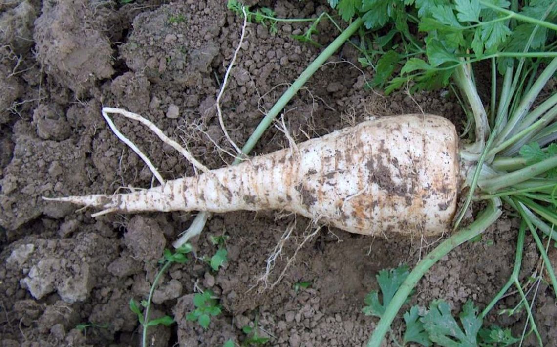 Uwaga na oszustów na targowiskach! [WIDEO]