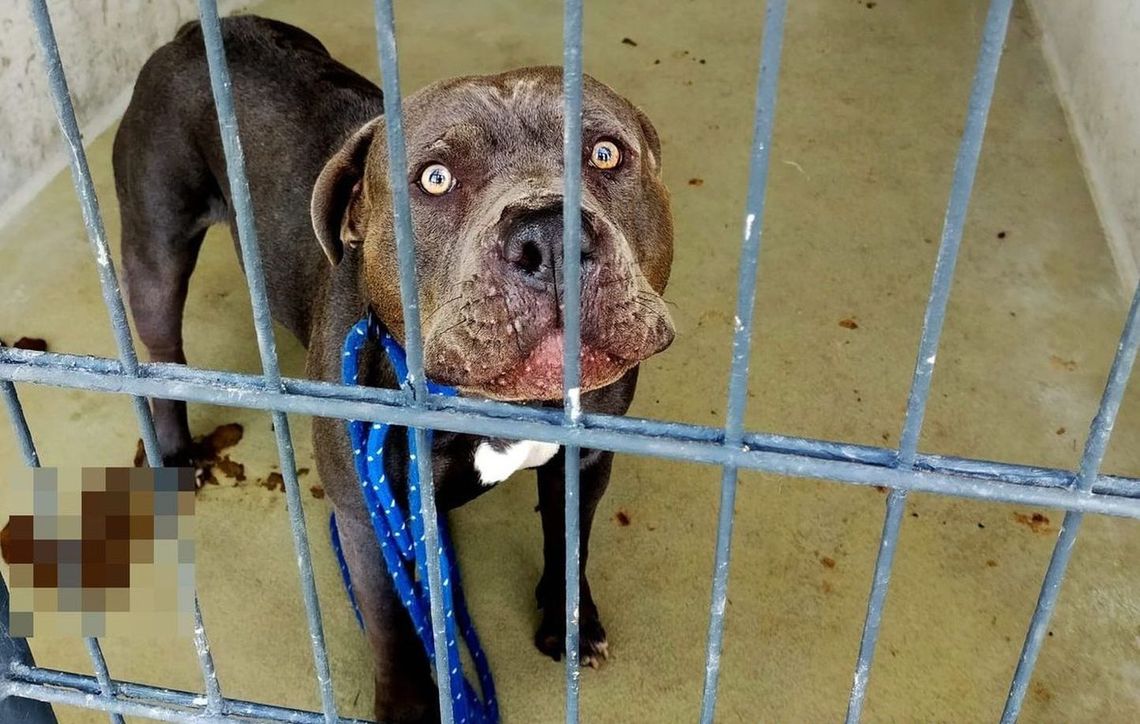 Chciał uśpić swojego zdrowego psa. Zastosował fortel Chciał uśpić swojego zdrowego psa. Zastosował fortel