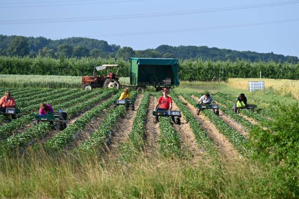 Znowu słychać lament plantatorów truskawek